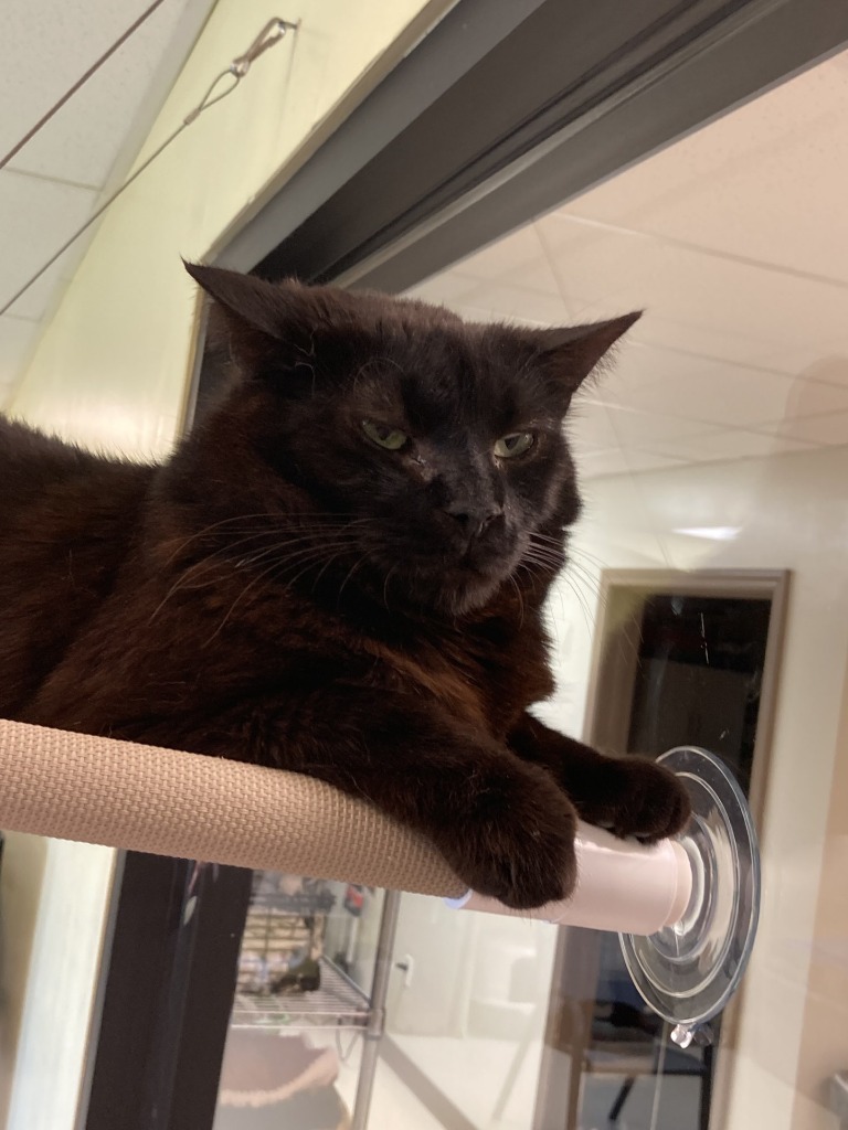 Maisey, an adoptable Domestic Short Hair in Blountville, TN, 37617 | Photo Image 4