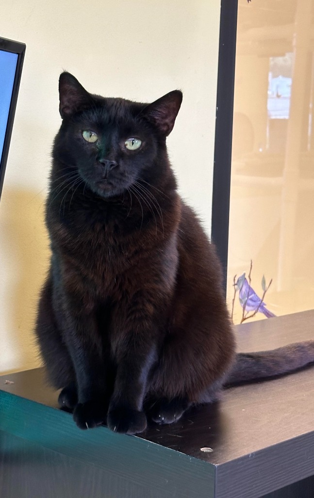 Maisey, an adoptable Domestic Short Hair in Blountville, TN, 37617 | Photo Image 5