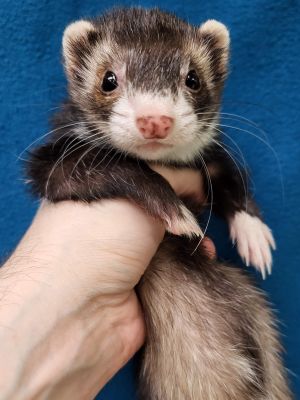Sylvie, Adult Female unknown