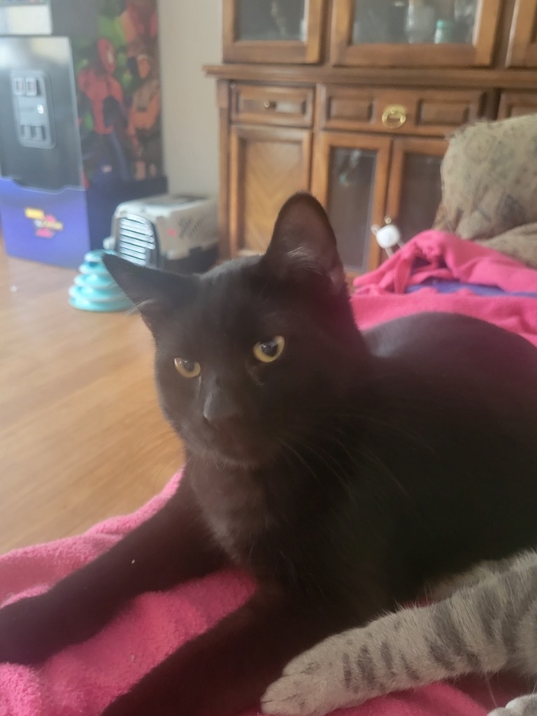 Zo, an adoptable Domestic Short Hair in Ogden, UT, 84409 | Photo Image 1