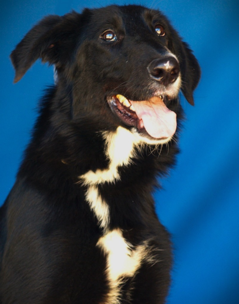 Tucker, an adoptable Labrador Retriever, Mixed Breed in Denham Springs, LA, 70726 | Photo Image 1