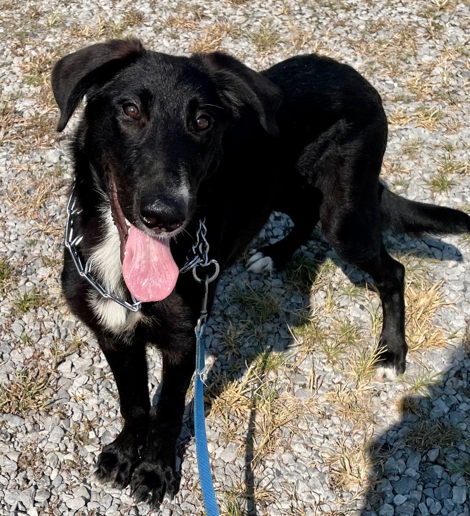 Tucker, an adoptable Labrador Retriever, Mixed Breed in Denham Springs, LA, 70726 | Photo Image 2