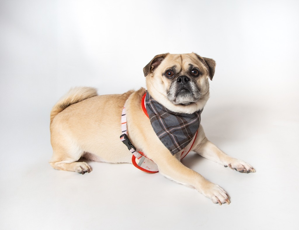 Snowman, an adoptable Pug, Chihuahua in Gardena, CA, 90248 | Photo Image 1