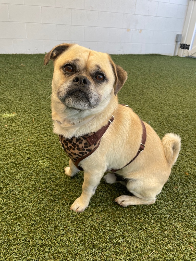 Snowman, an adoptable Pug, Chihuahua in Gardena, CA, 90248 | Photo Image 2