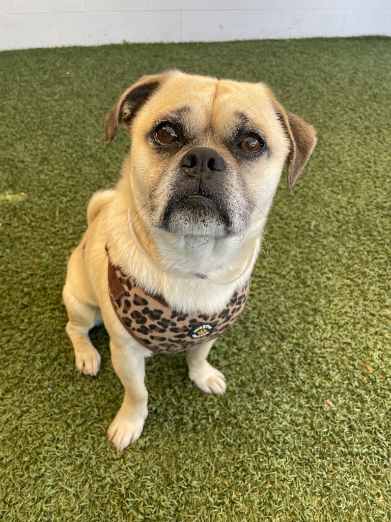 Snowman, an adoptable Pug, Chihuahua in Gardena, CA, 90248 | Photo Image 3