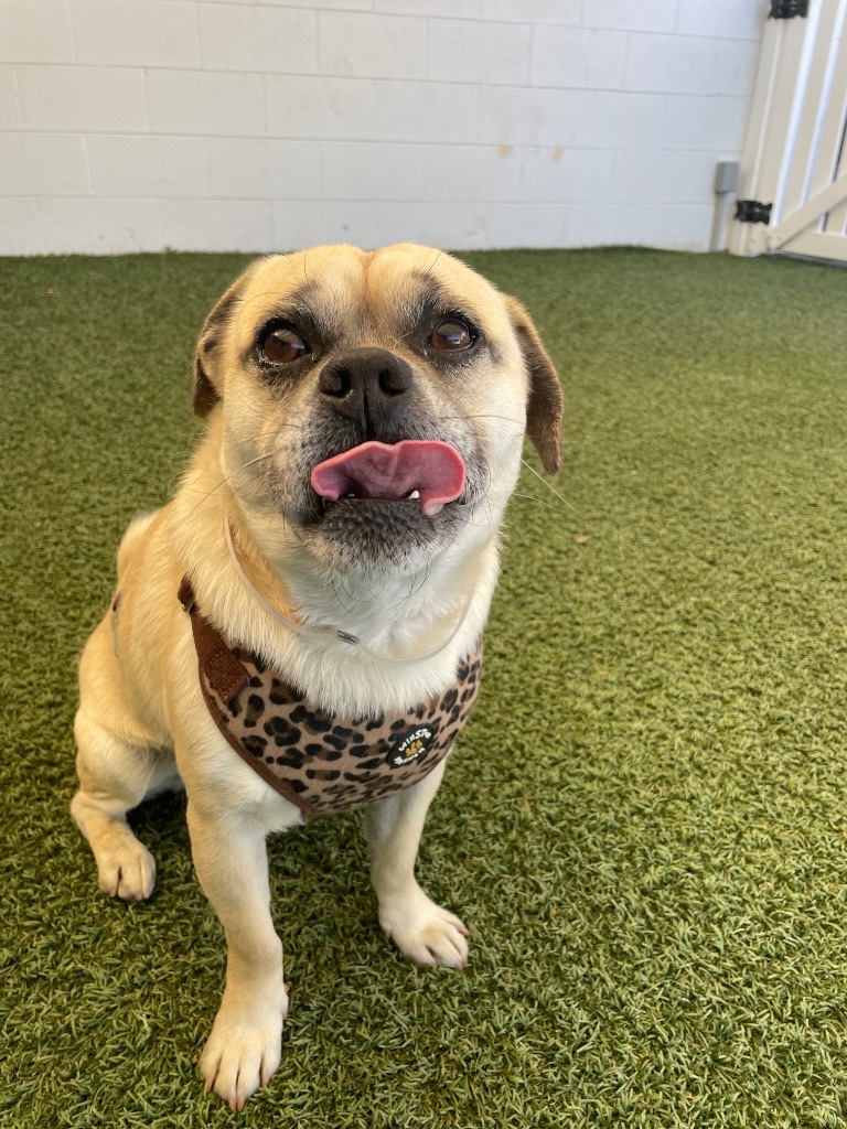 Snowman, an adoptable Pug, Chihuahua in Gardena, CA, 90248 | Photo Image 4