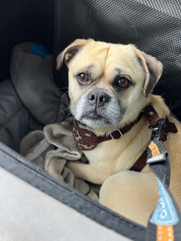 Snowman, an adoptable Pug, Chihuahua in Gardena, CA, 90248 | Photo Image 5