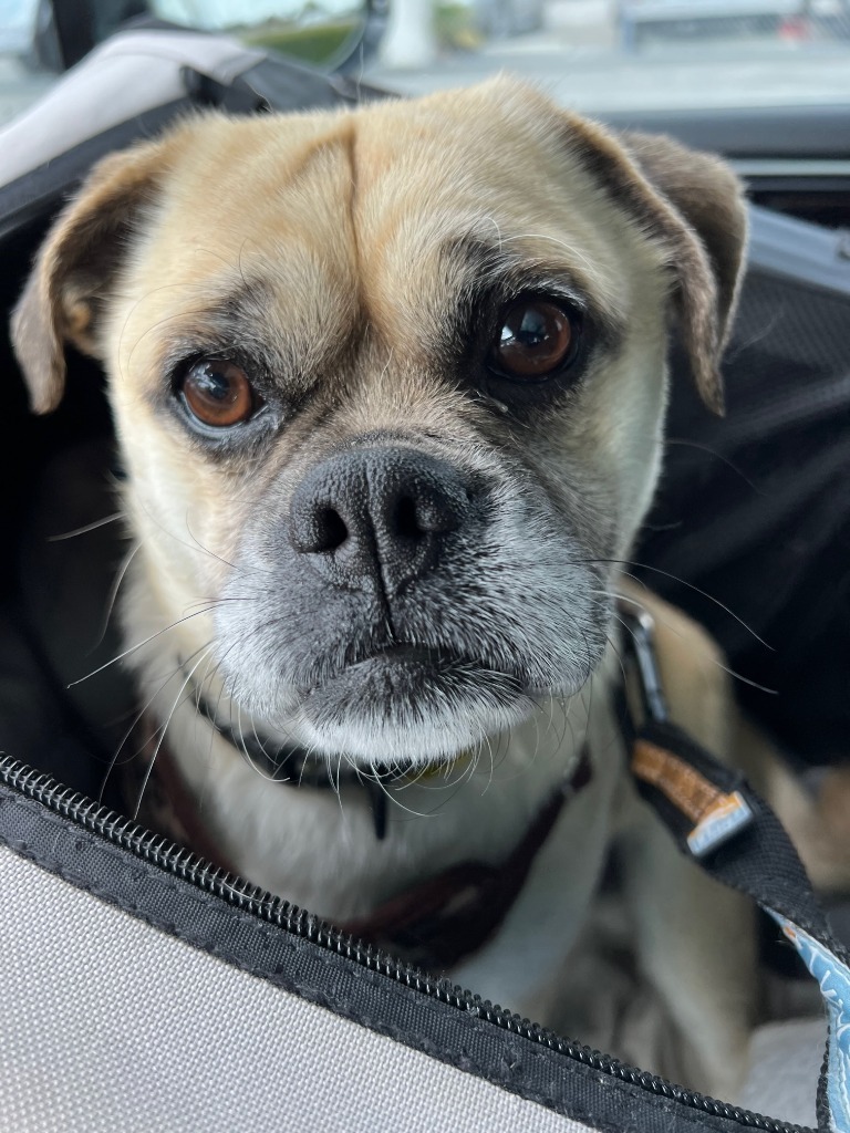 Snowman, an adoptable Pug, Chihuahua in Gardena, CA, 90248 | Photo Image 6