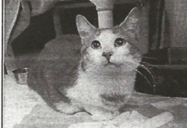 Domenico (was Major Tom)