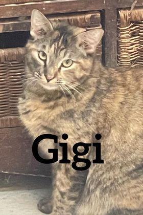 GiGi, an adoptable Domestic Short Hair in Midland, TX, 79705 | Photo Image 1