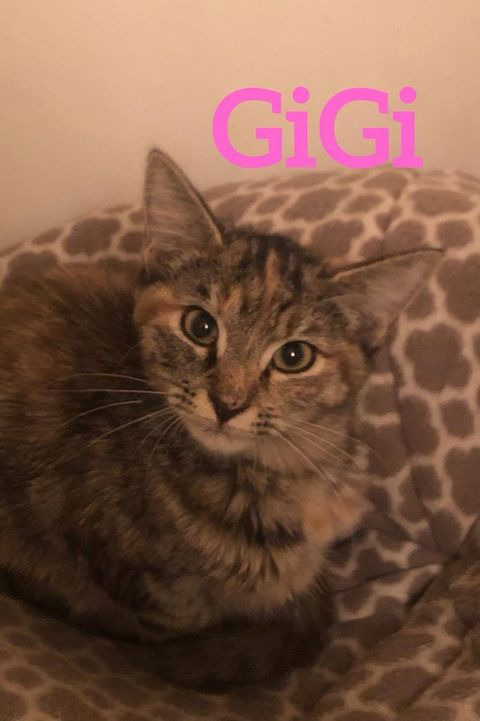 GiGi, an adoptable Domestic Short Hair in Midland, TX, 79705 | Photo Image 2