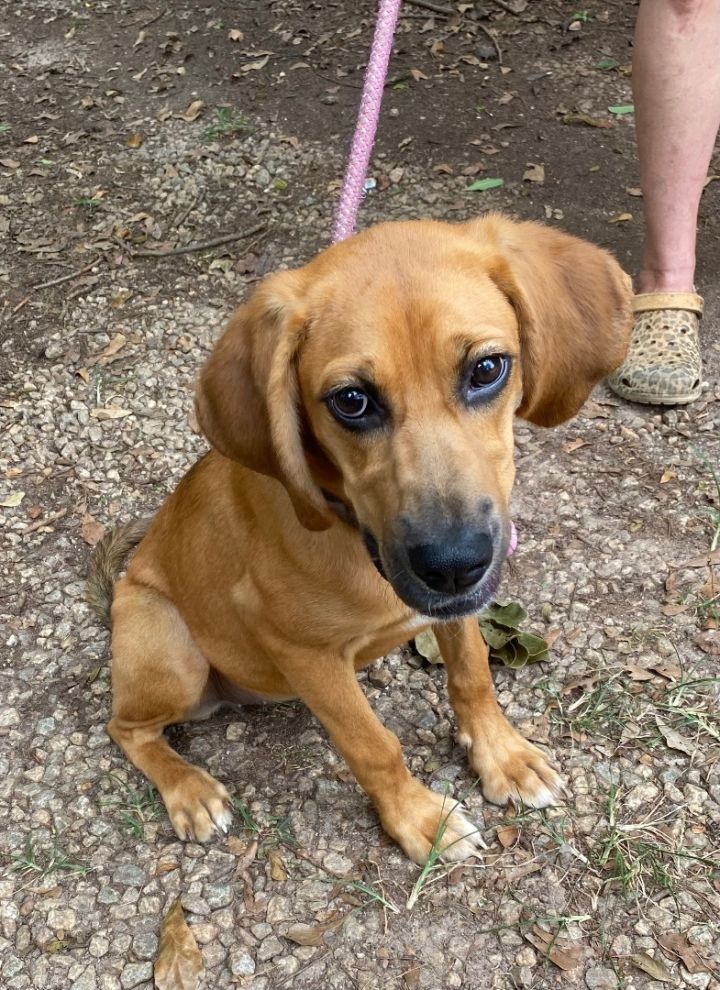 Redbone golden 2024 retriever mix