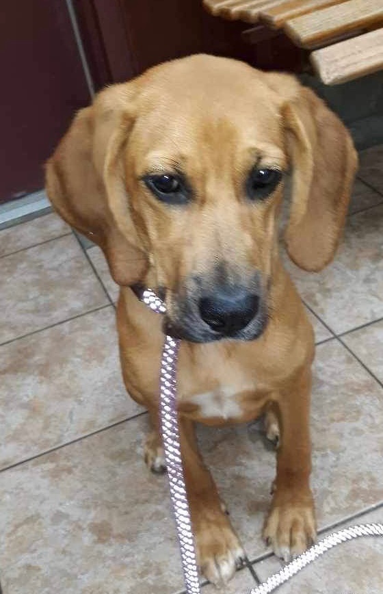 Redbone coonhound sale and lab mix