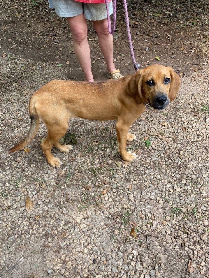 Labrador retriever best sale coonhound mix