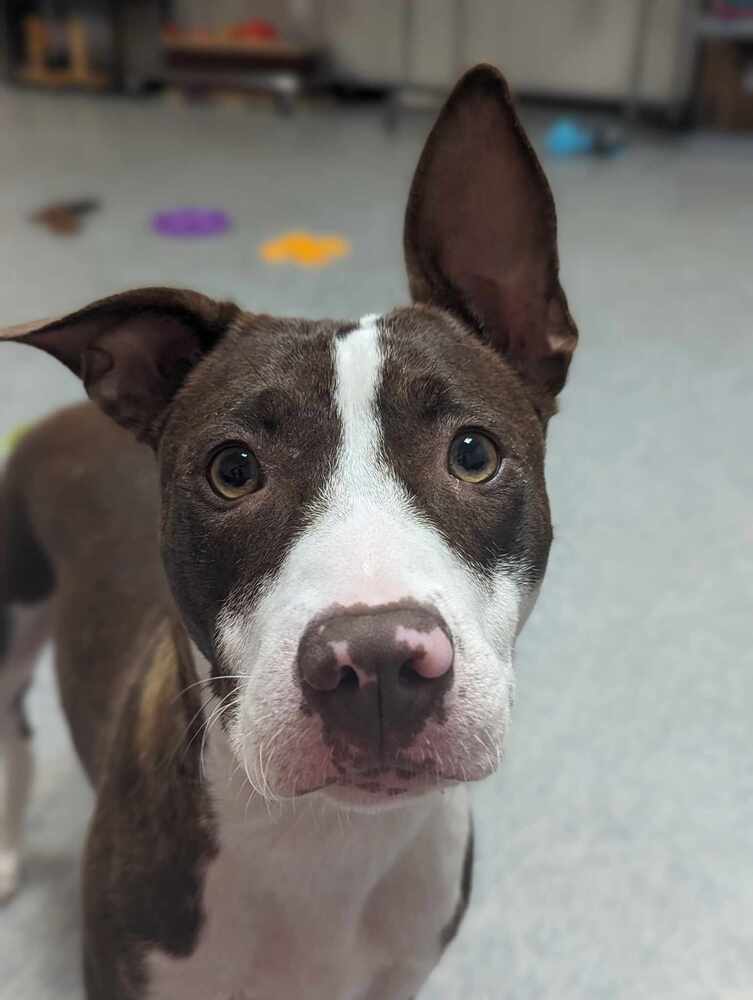 Desi, an adoptable Terrier in Clinton Township, MI, 48036 | Photo Image 2