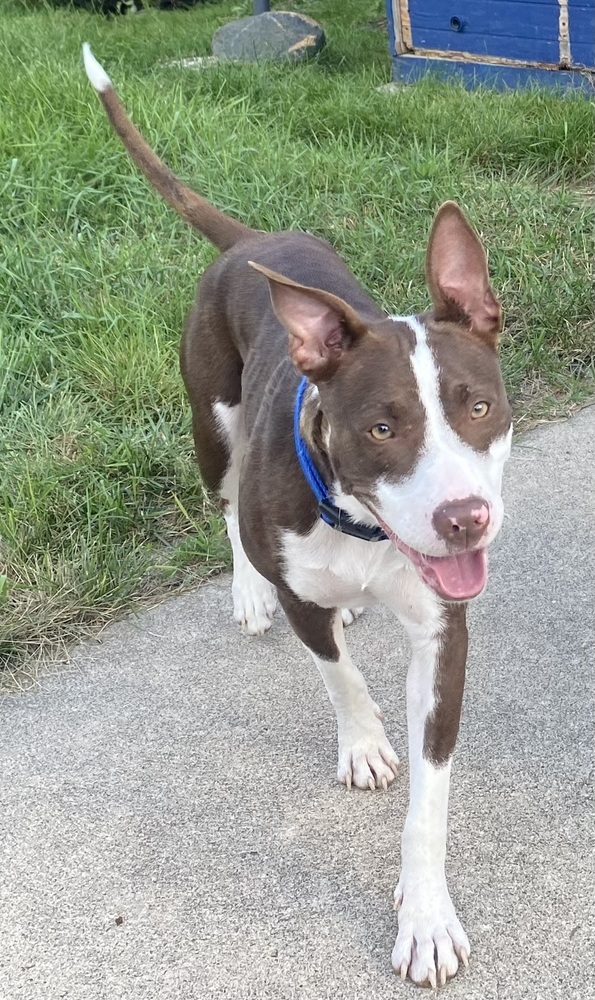 Desi, an adoptable Terrier in Clinton Township, MI, 48036 | Photo Image 3