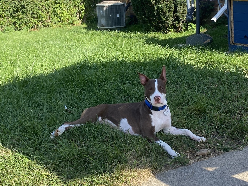 Desi, an adoptable Terrier in Clinton Township, MI, 48036 | Photo Image 5