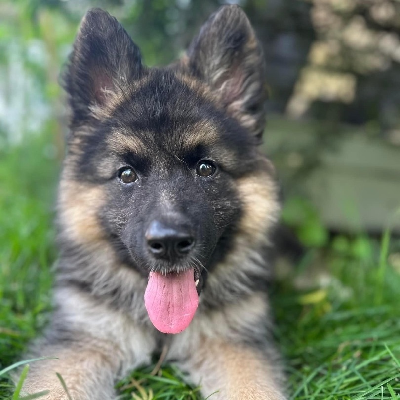 Chien à adopter – Cricket, a Shepherd & Samoyed Mix in Toronto, ON