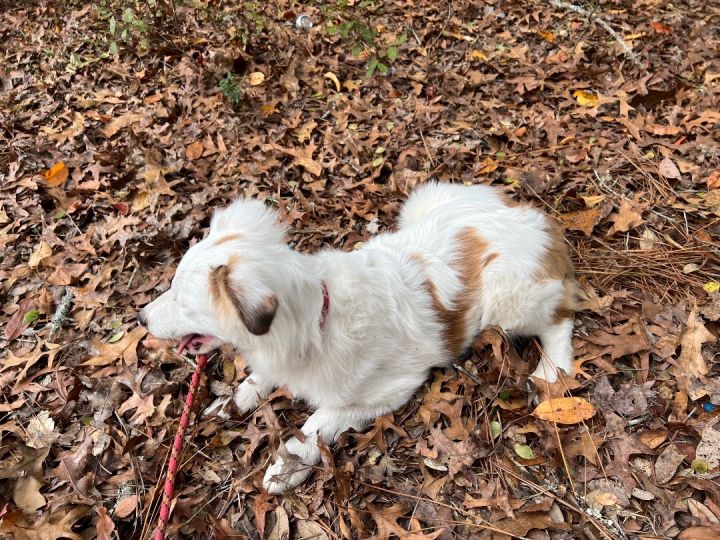 Mini australian hotsell shepherd petfinder