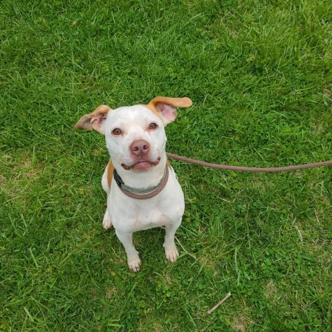 Ali, an adoptable Mixed Breed in Huntington, WV, 25704 | Photo Image 1