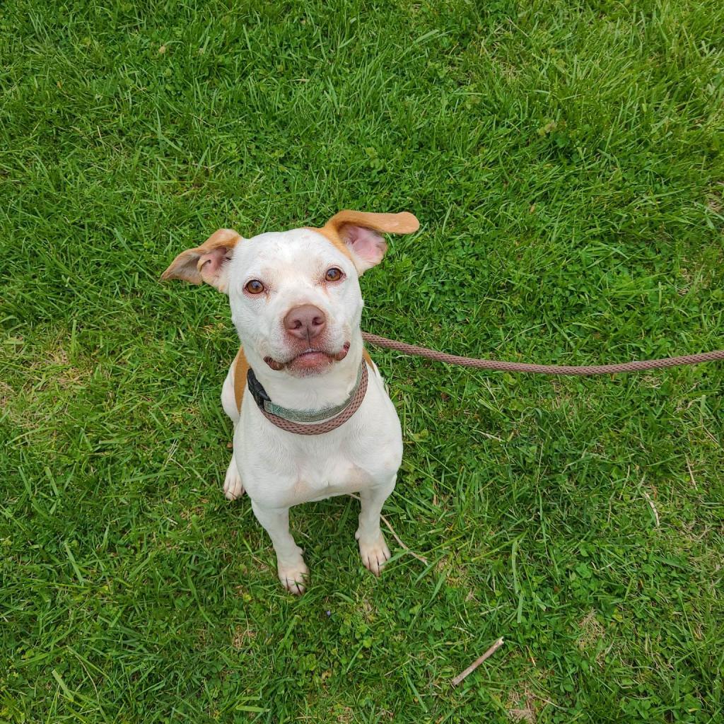 Ali, an adoptable Mixed Breed in Huntington, WV, 25704 | Photo Image 1