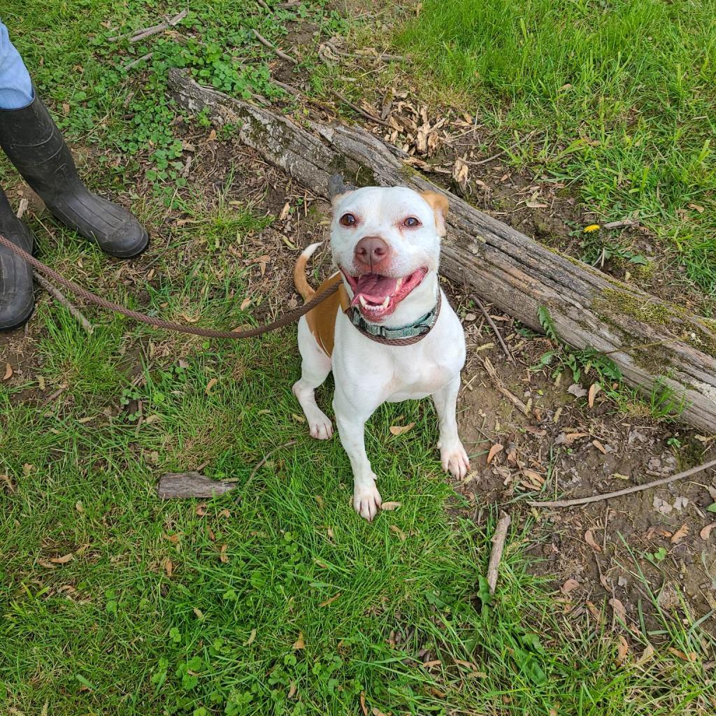 Ali, an adoptable Mixed Breed in Huntington, WV, 25704 | Photo Image 2