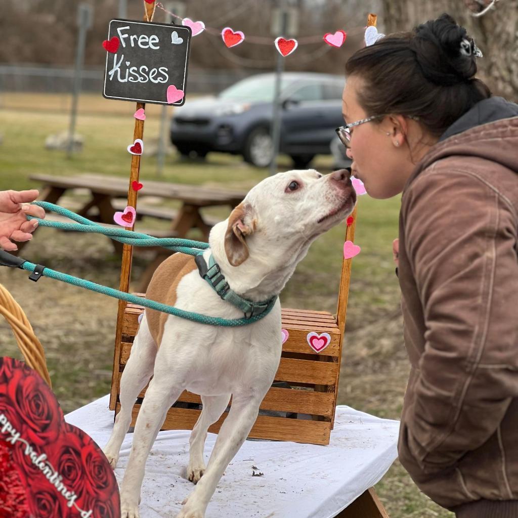 Ali, an adoptable Mixed Breed in Huntington, WV, 25704 | Photo Image 4