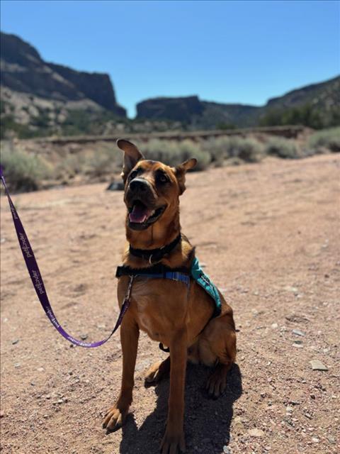 GORDON, an adoptable Mixed Breed in Santa Fe, NM, 87507 | Photo Image 1