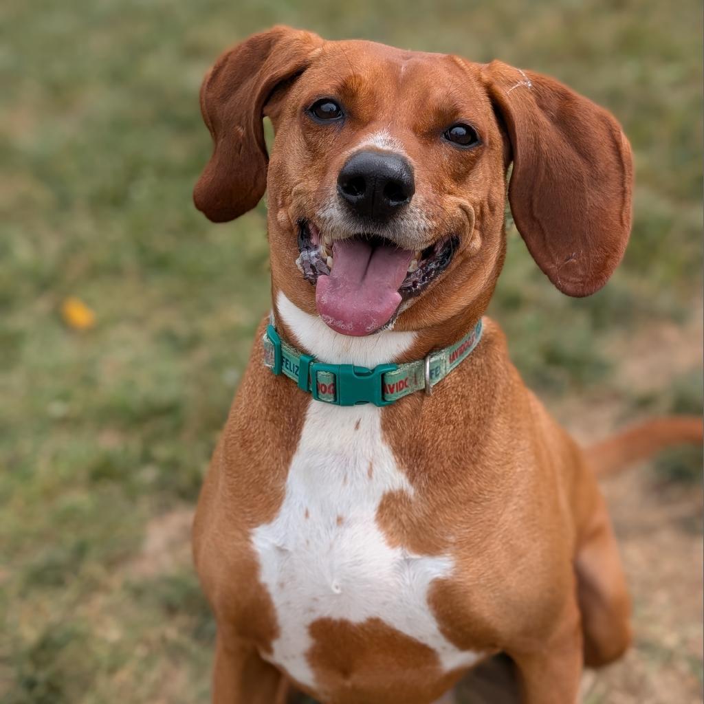 Waylen, an adoptable Redbone Coonhound in Waynesboro, PA, 17268 | Photo Image 1