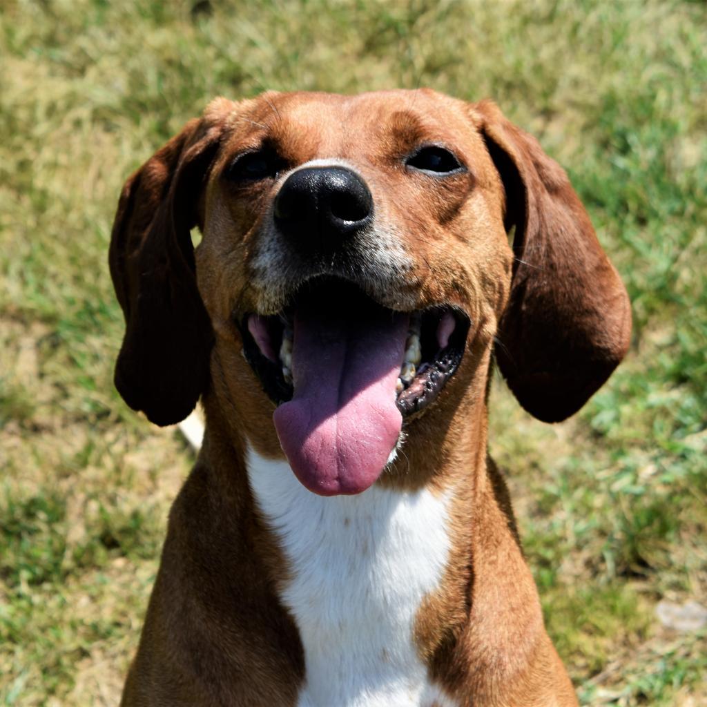 Waylen, an adoptable Redbone Coonhound in Waynesboro, PA, 17268 | Photo Image 2