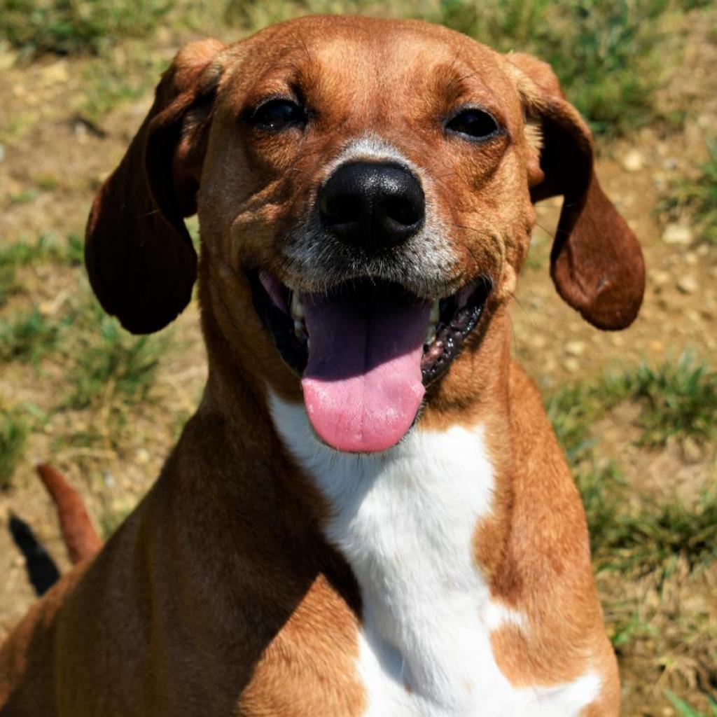 Waylen, an adoptable Redbone Coonhound in Waynesboro, PA, 17268 | Photo Image 3