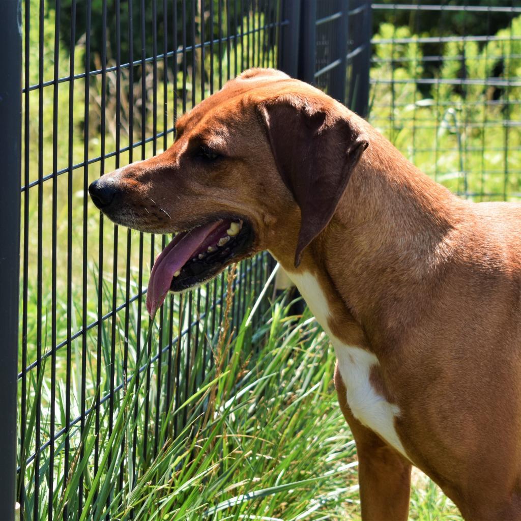 Waylen, an adoptable Redbone Coonhound in Waynesboro, PA, 17268 | Photo Image 4