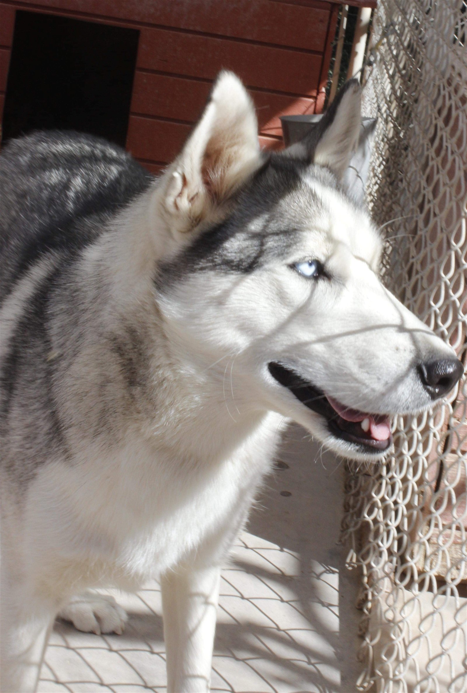 Ranger, an adoptable Siberian Husky in Cedar Crest, NM, 87008 | Photo Image 1