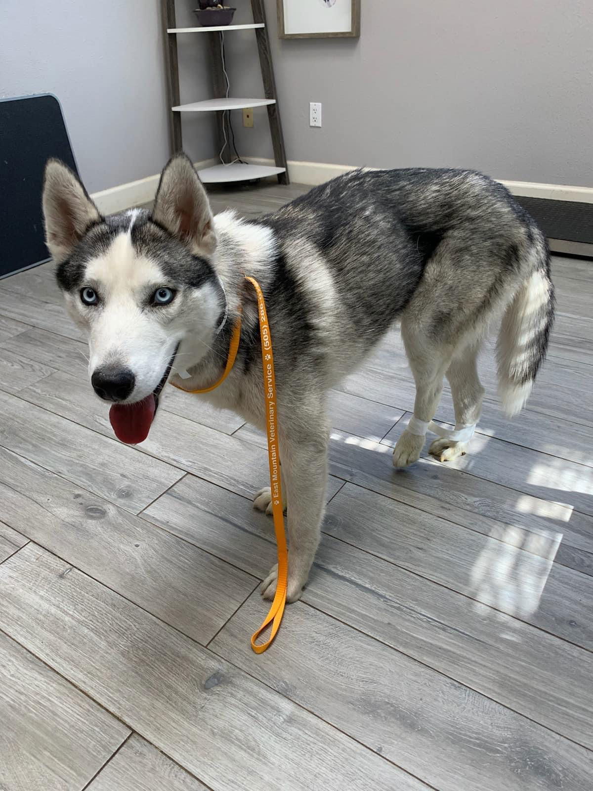 Ranger, an adoptable Siberian Husky in Cedar Crest, NM, 87008 | Photo Image 2