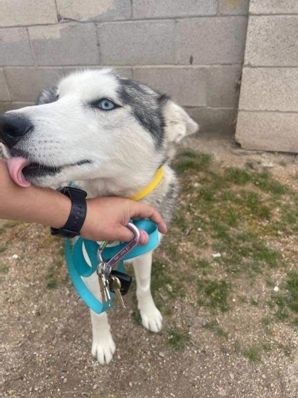 Ranger, an adoptable Siberian Husky in Cedar Crest, NM, 87008 | Photo Image 3