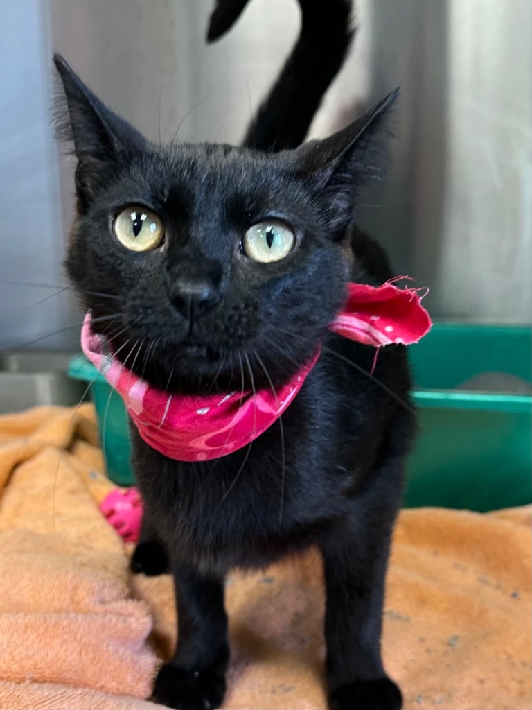 Tara, an adoptable Domestic Short Hair in Jonesboro, AR, 72401 | Photo Image 1