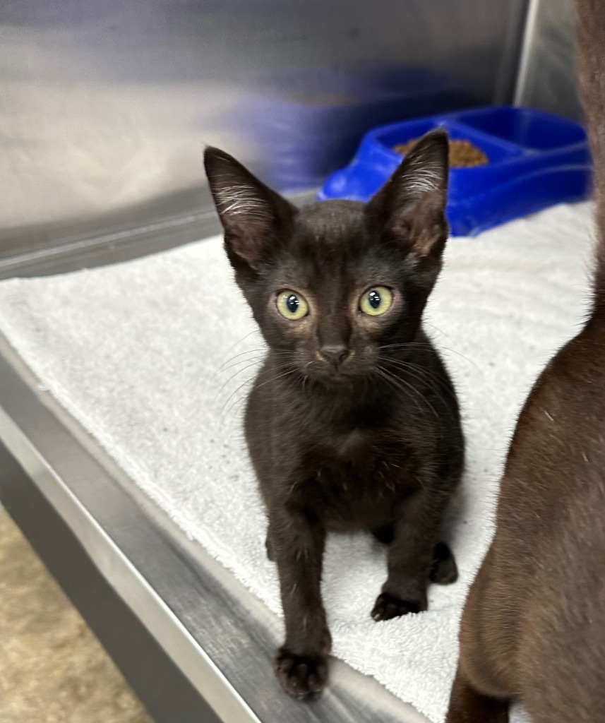 Tara, an adoptable Domestic Short Hair in Jonesboro, AR, 72401 | Photo Image 2