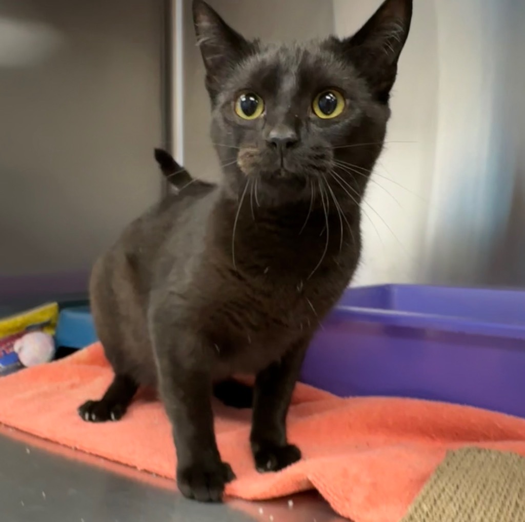 Tara, an adoptable Domestic Short Hair in Jonesboro, AR, 72401 | Photo Image 3