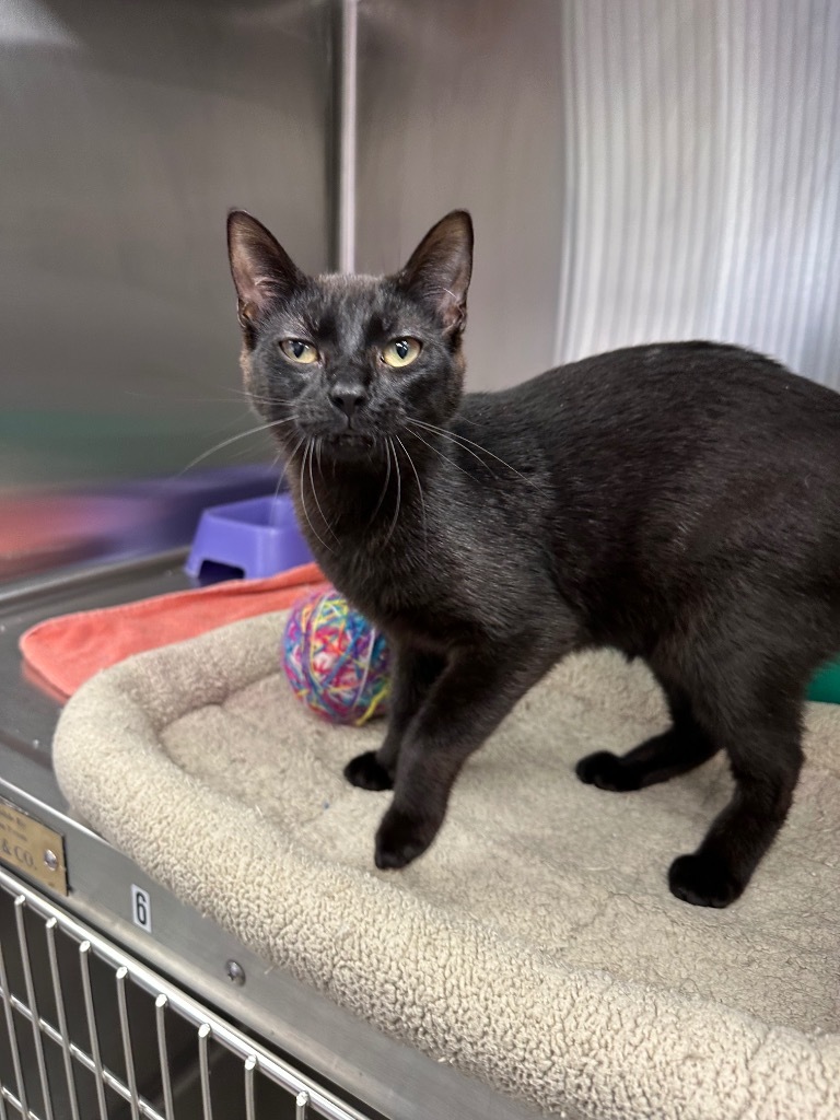 Tara, an adoptable Domestic Short Hair in Jonesboro, AR, 72401 | Photo Image 4