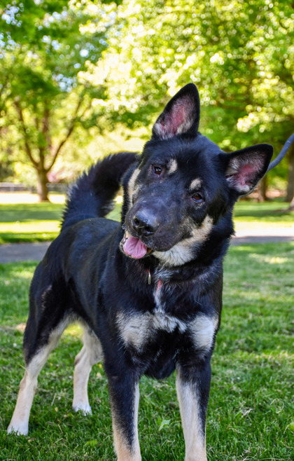 Quincey, an adoptable German Shepherd Dog, Siberian Husky in Yakima, WA, 98901 | Photo Image 1