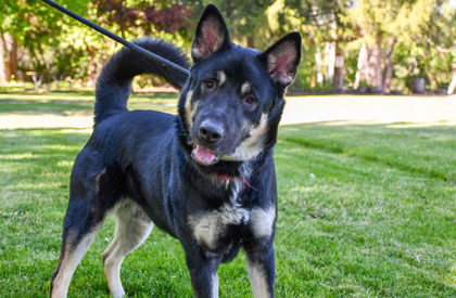 Quincey, an adoptable German Shepherd Dog, Siberian Husky in Yakima, WA, 98901 | Photo Image 2