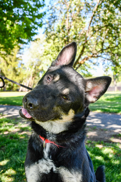 Quincey, an adoptable German Shepherd Dog, Siberian Husky in Yakima, WA, 98901 | Photo Image 3