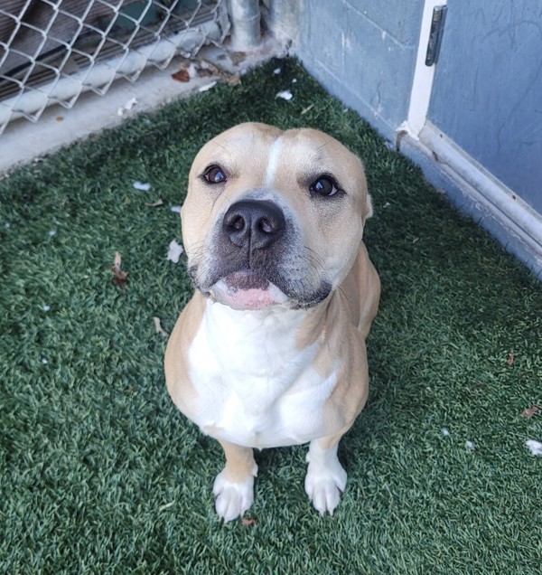 Romeo (in Foster), an adoptable Pit Bull Terrier in Portsmouth, VA, 23701 | Photo Image 1