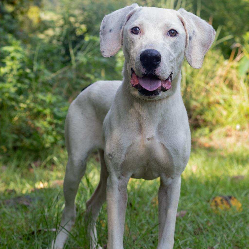 Daisy, an adoptable Terrier, Mixed Breed in QUINCY, FL, 32351 | Photo Image 3