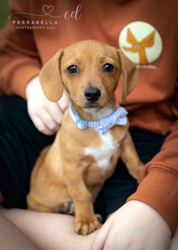 Chiweenie adoption cheap near me