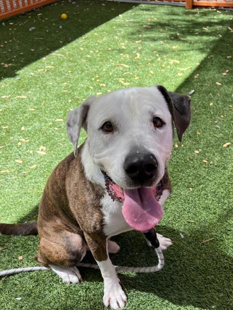 JAX, an adoptable Pit Bull Terrier, Mixed Breed in Las Vegas, NV, 89101 | Photo Image 1