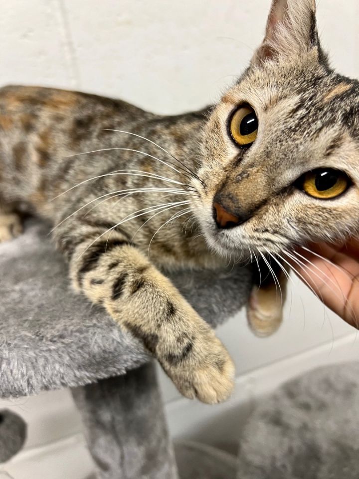 Prissy, an adoptable Tabby & Domestic Short Hair Mix in Uvalde, TX_image-1