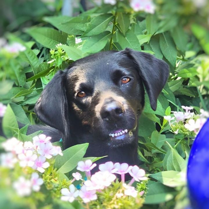 Dog for adoption - Darling Daisy!!! Loyal and so cute at 35 lbs ...