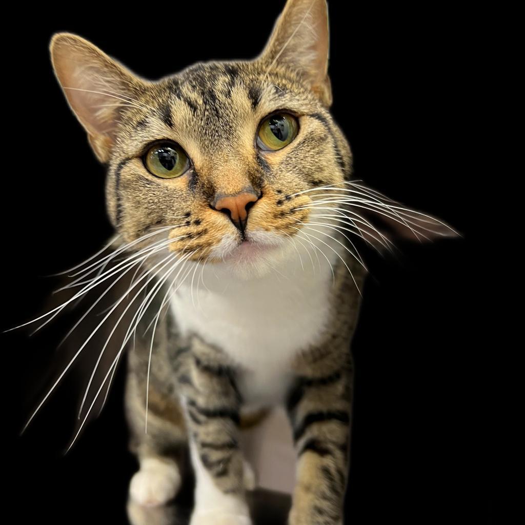 Lolly, an adoptable Domestic Short Hair in Springfield, IL, 62702 | Photo Image 1