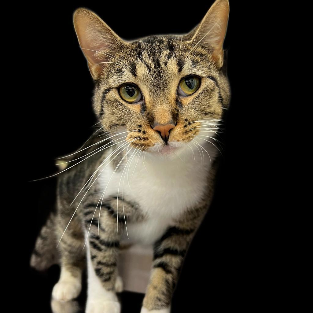 Lolly, an adoptable Domestic Short Hair in Springfield, IL, 62702 | Photo Image 2